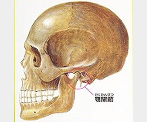 人の頭蓋骨で、赤丸の部位が顎の関節です。